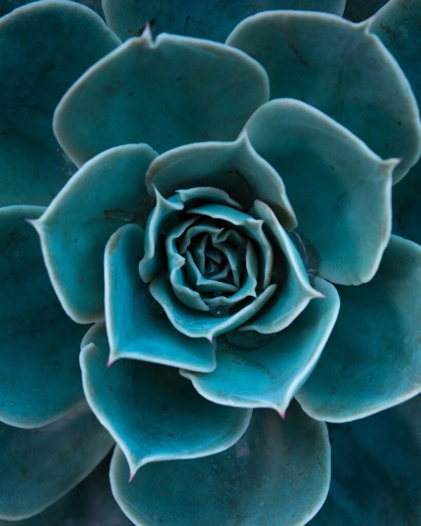 Petals of a succulent plant showing growth
