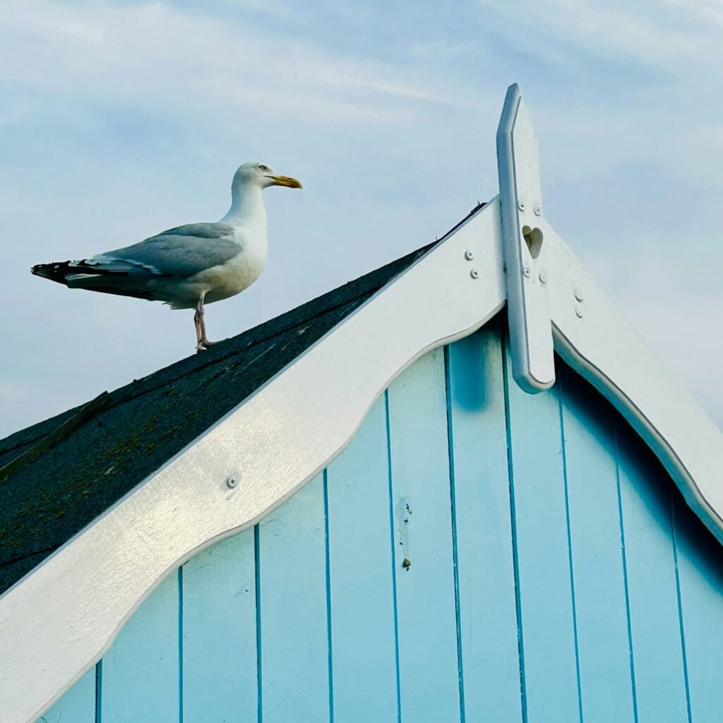 Seagull on the roof of a blue beach house