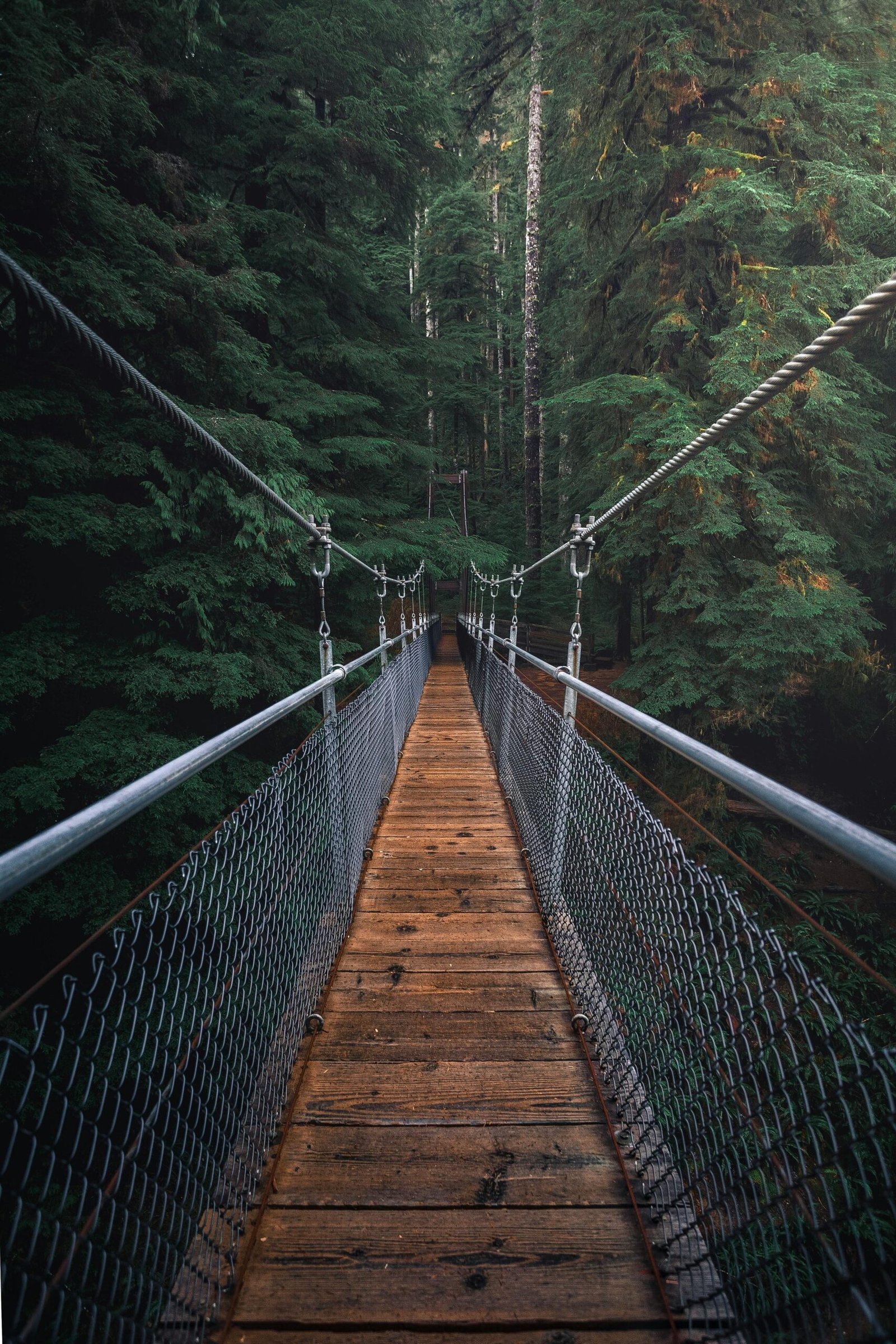 A suspension bridge in a forest