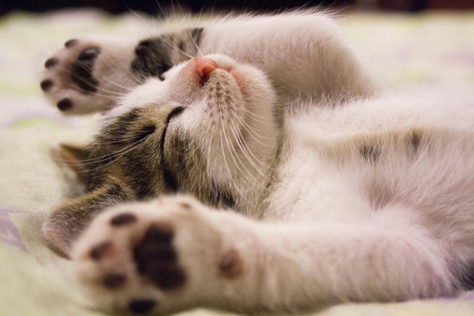 A kitten asleep with its arms in the air