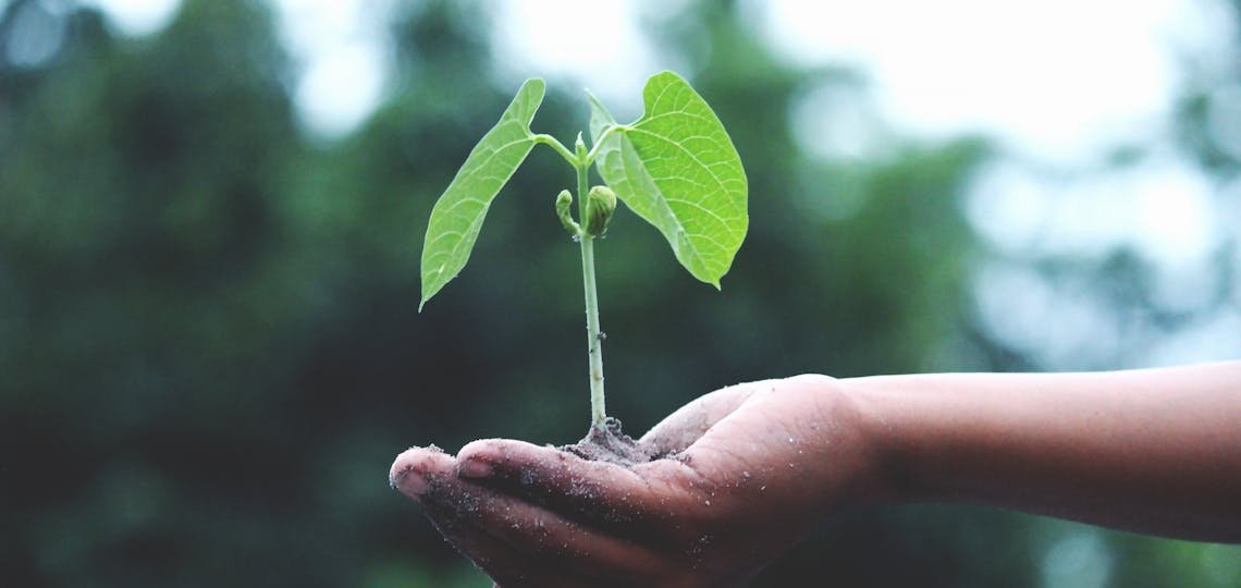 A young sapling held in hands symbolizes healing and growth.