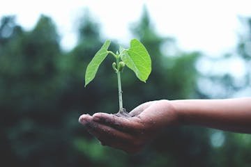 A young sapling held in hands symbolizes healing and growth.