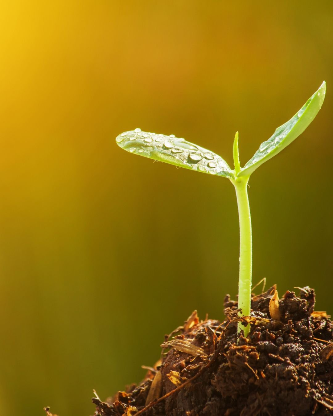 A seedling growing out of the soil, representing Post Traumatic Growth and hope