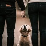 Couple holding hands with backs faced to camera and dog between them,