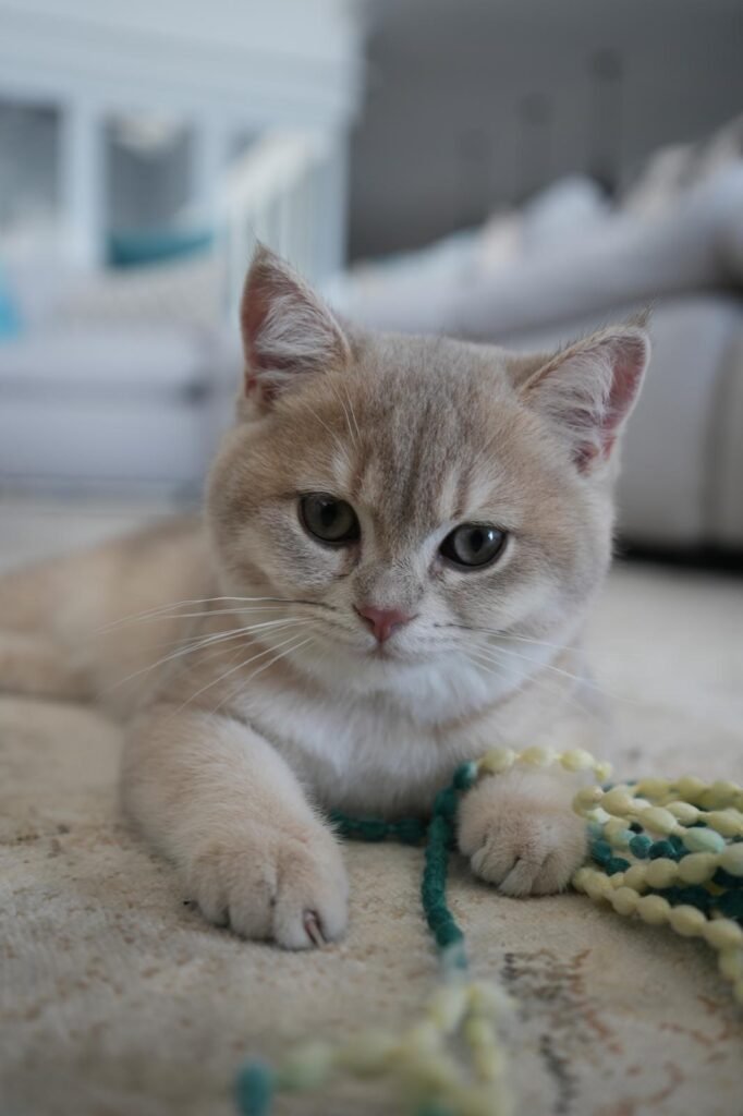 British Short Hair Therapy Cat