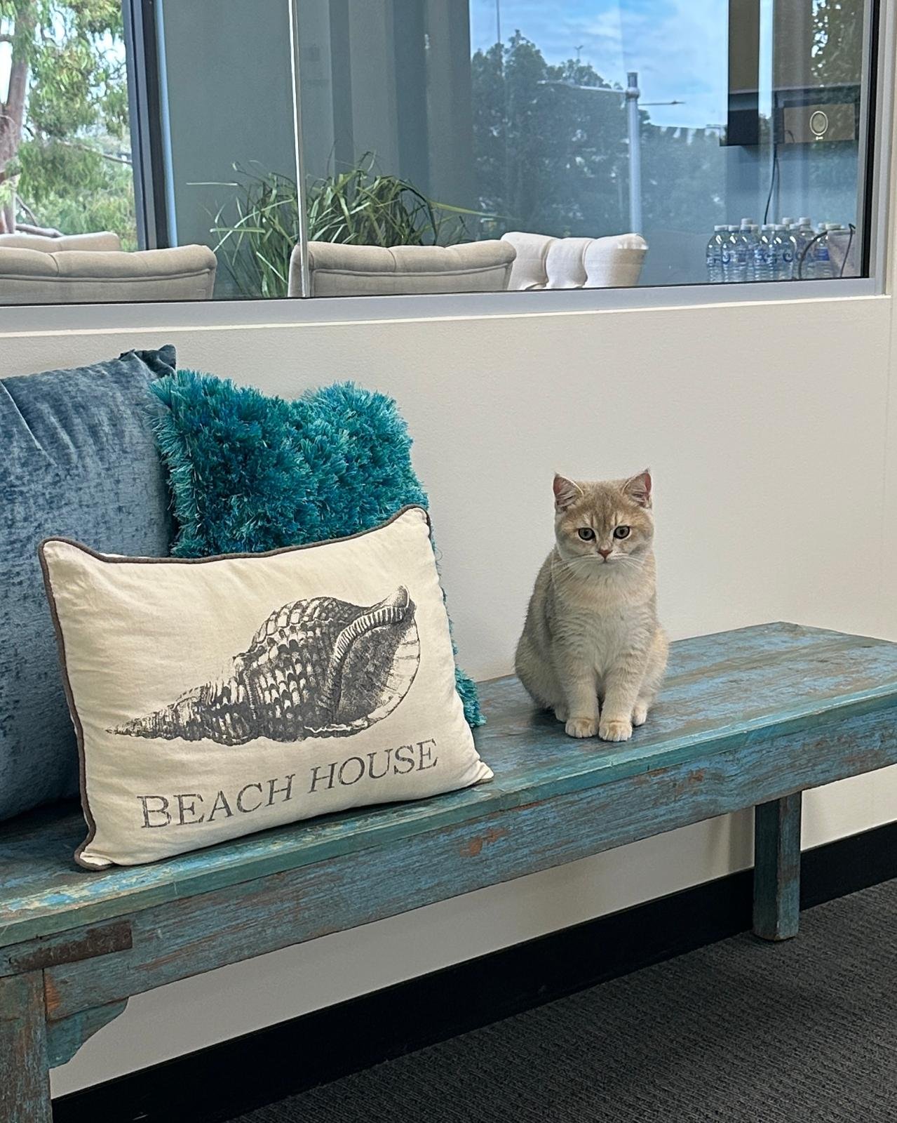 The therapy space at The Beach Haven Counselling in Clarkson, with Momo the therapy cat sitting on a blue bench seat next to some cushions