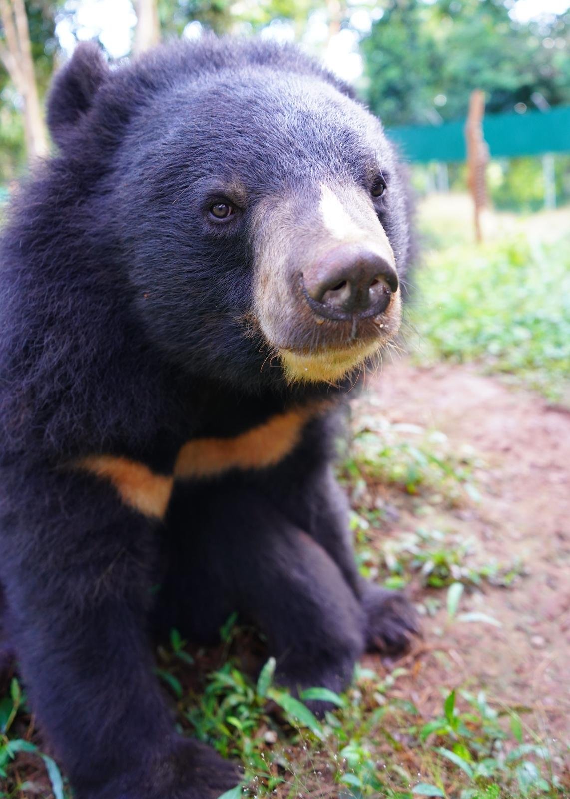 Rescue bear at the Free the Bear sanctuary in Laos, where Tracy Rattray works when not counselling at The Beach Haven.
