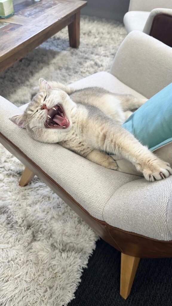 Momo the Therapy Cat at the Beach Haven Counselling in Clarkson yawning on a counselling chair