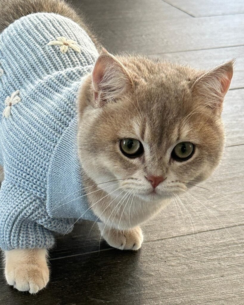 Momo the Therapy Cat at the Beach Haven Counselling in Clarkson in a blue jersey