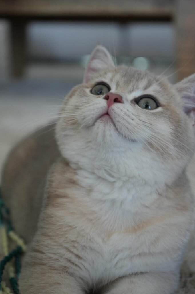 Momo the Therapy Cat at the Beach Haven Counselling in Clarkson