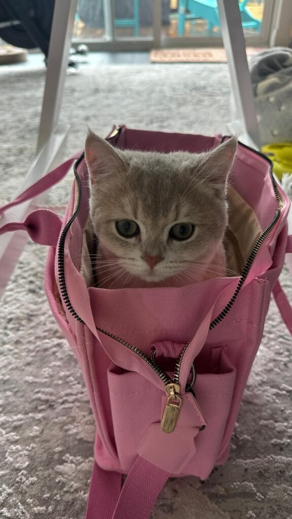 Momo, the Therapy Cat at the Beach Haven Counselling in Clarkson, in a pinkbag