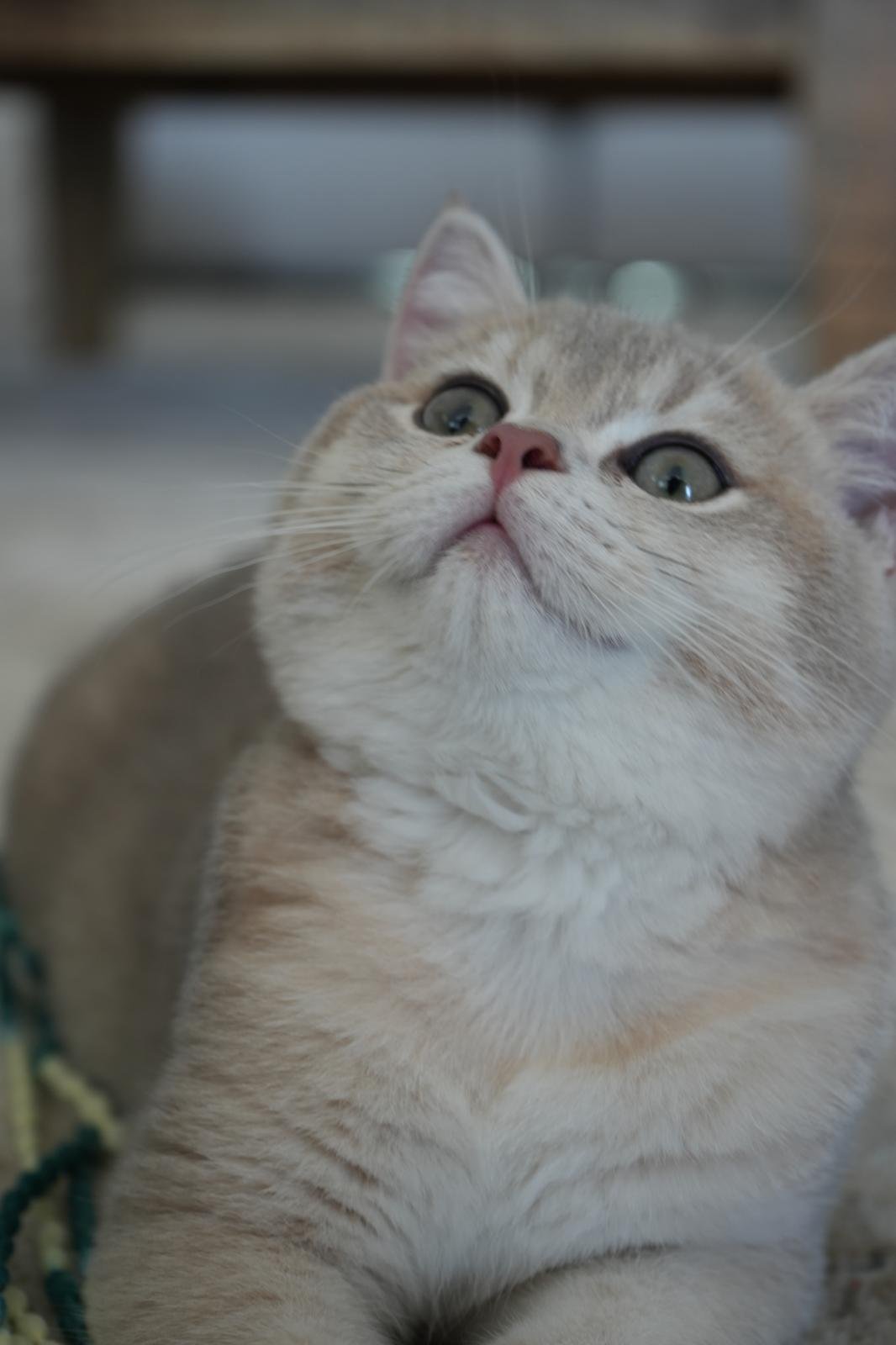 Momo the Therapy Cat at the Beach Haven Counselling in Clarkson
