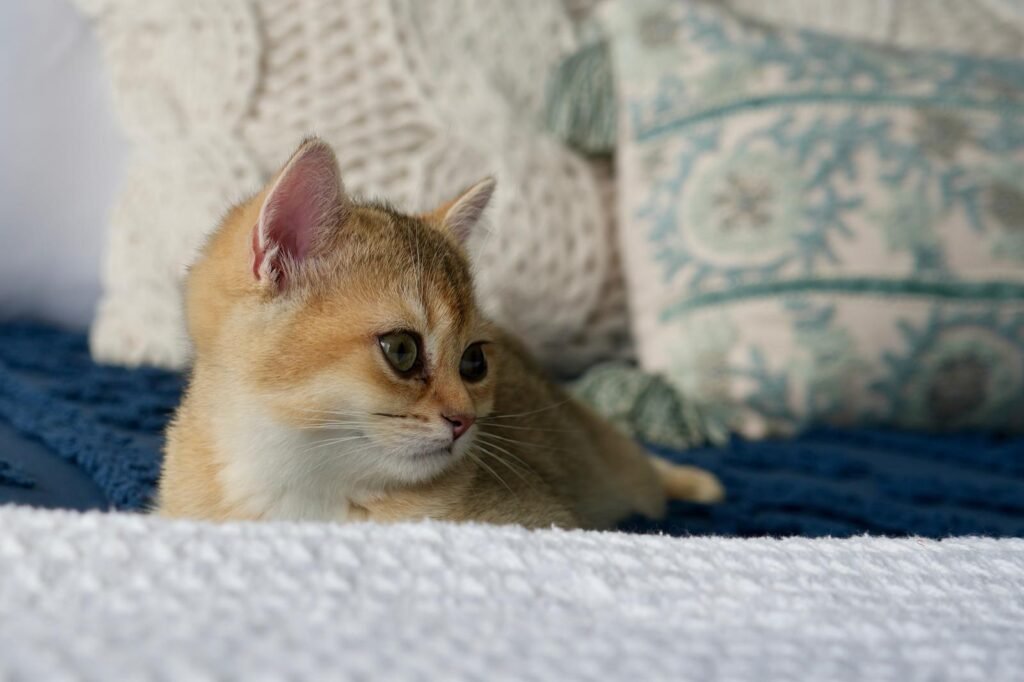 Riggs the Therapy Cat at the Beach Haven Counselling in Clarkson on a blue blanket