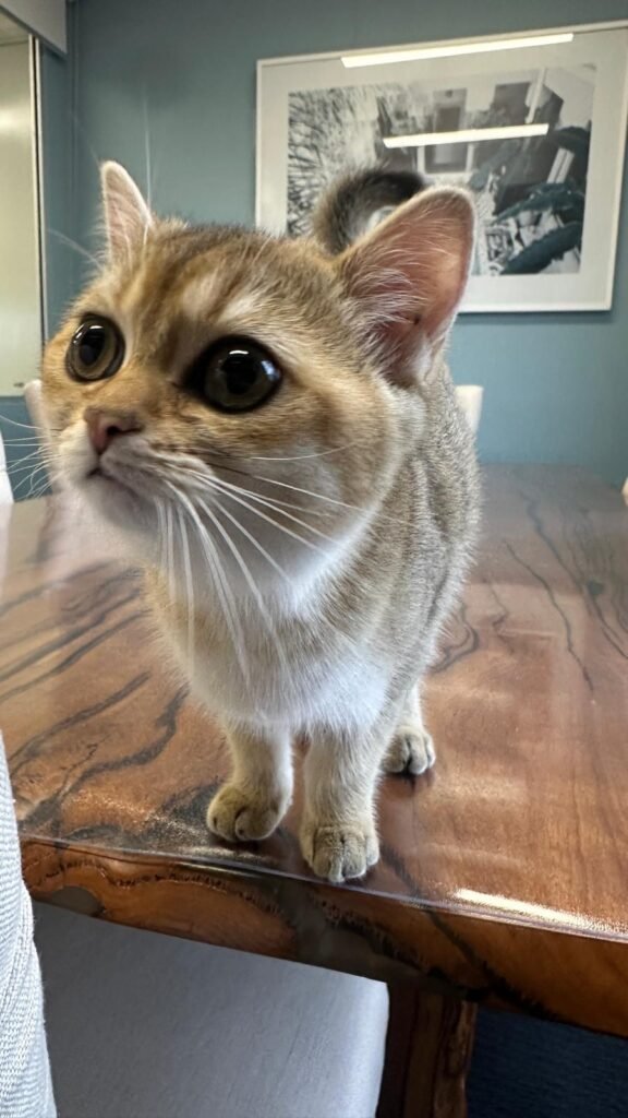 Riggs the Therapy Cat at the Beach Haven Counselling in Clarkson, on a table
