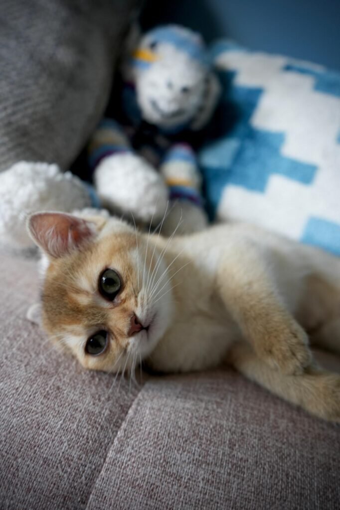Riggs the Therapy Cat at the Beach Haven Counselling in Clarkson on the sofa